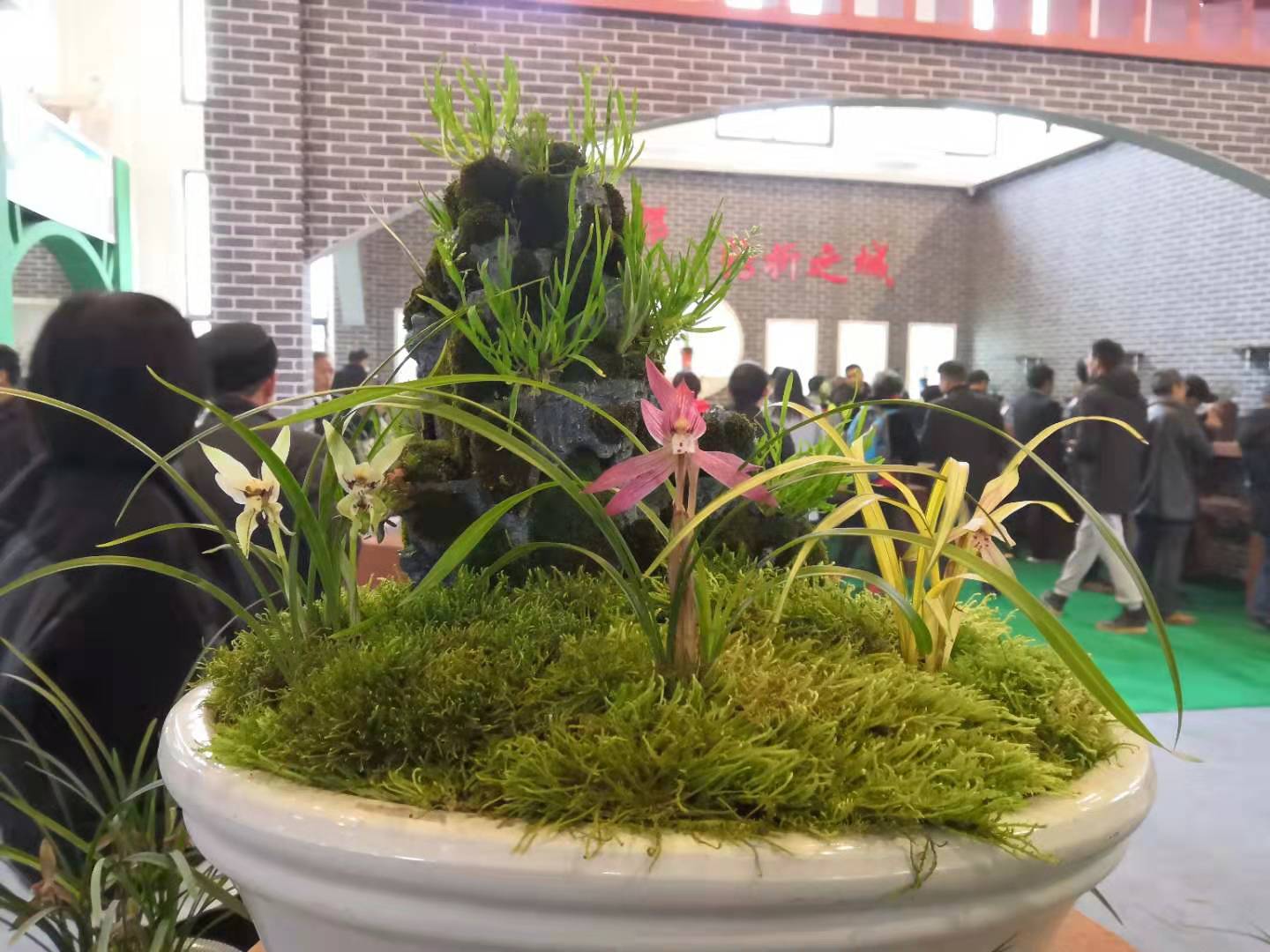 兰花翻盆必须分苗吗,养兰高手传授真正兰花生长环境