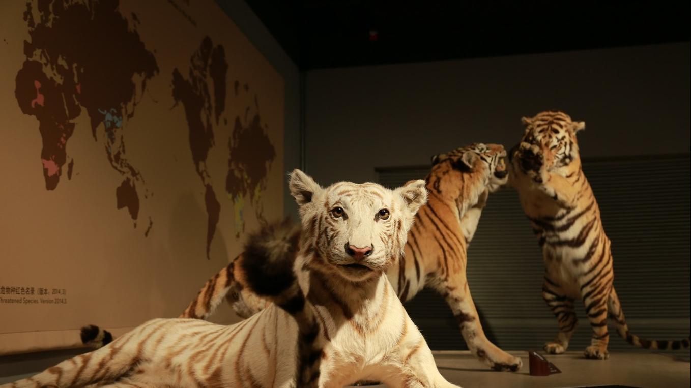 上海迪士尼跨年旅游,上海迪士尼与外滩旅游安排