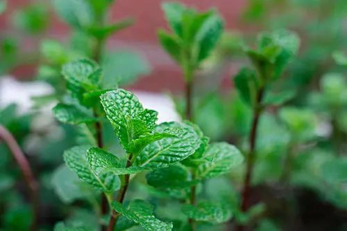 凤泉薄荷价值,凤泉薄荷功效
