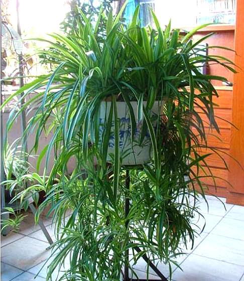 吊兰多长时间可以长成瀑布,吊兰怎么养出绿瀑布花朵