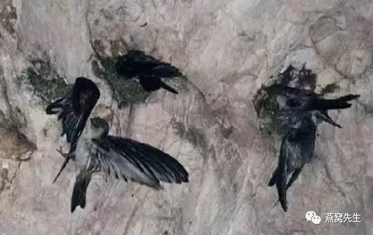 燕窝蜜盏和三角燕盏有什么区别,三角盏和圆盏有什么区别