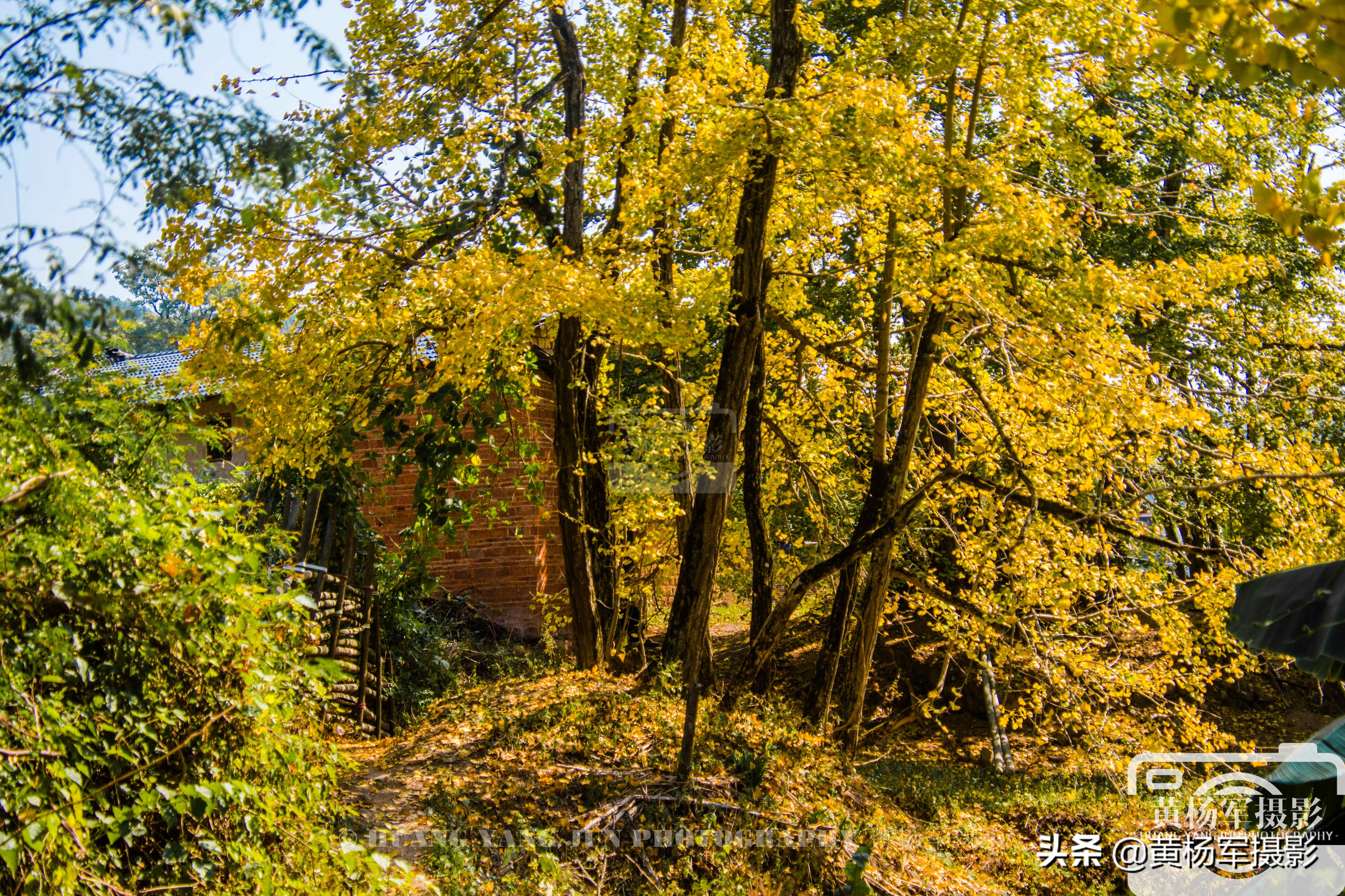 韶关千年银杏在哪里,南雄帽子峰银杏和坪田银杏哪个好