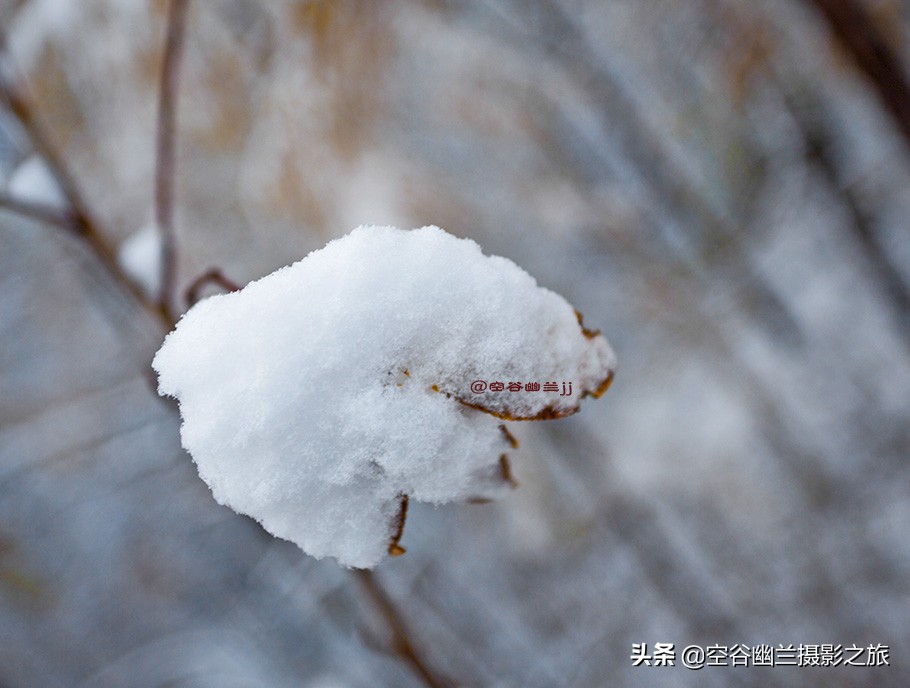 在莫尔道嘎，我遇见了最美的秋雪