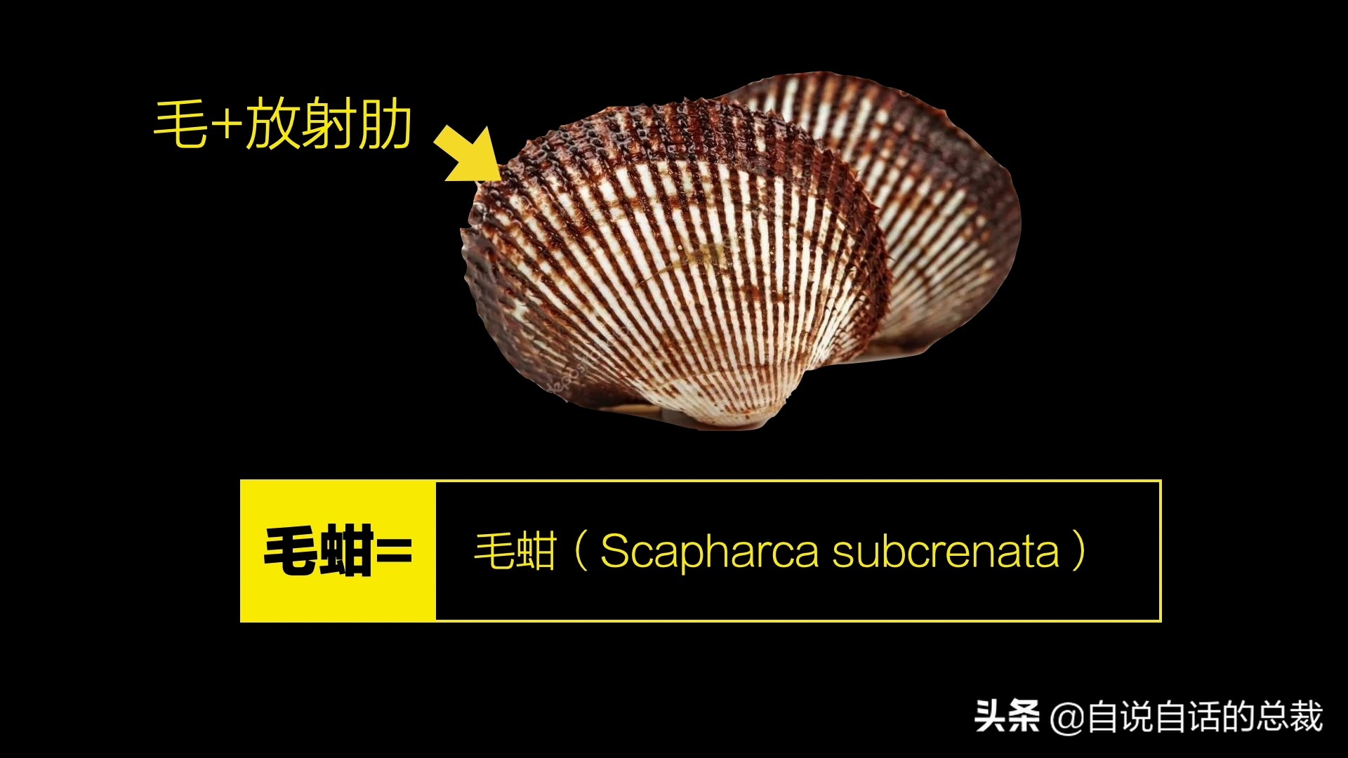 蚬蚌蛏的区别是什么,蚶子蛤蜊蚬子区别