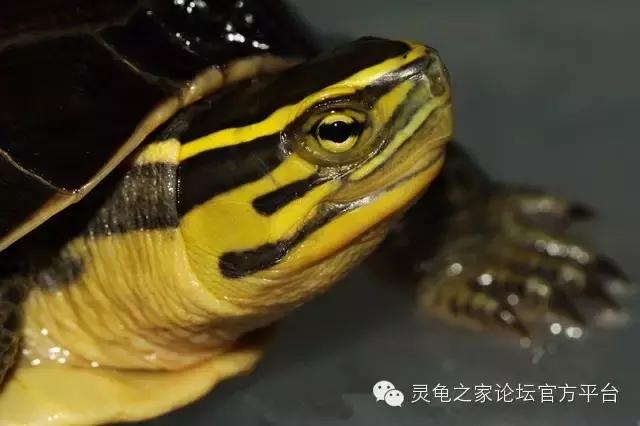 安布闭壳龟繁殖技术,安布闭壳龟要办证吗