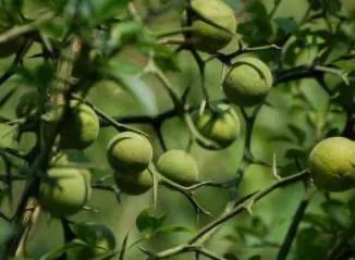 枳壳种植技术与栽培管理,枳壳种植前景如何