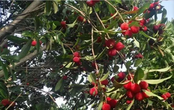 攸县大同桥罗家潭抖音视频,攸县乡村文化景点