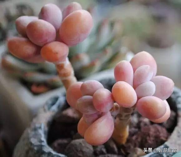 多肉植物的养花心得,多肉植物怎样养新手入门篇