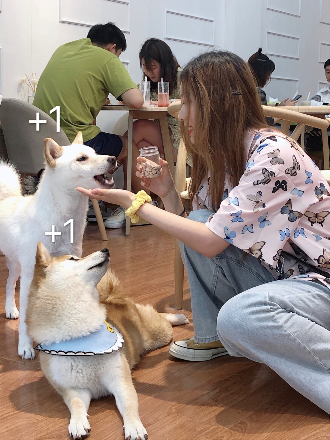 南通柴犬犬舍,上海狗咖馆推荐柴犬