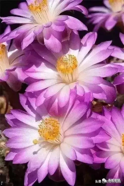 正月初九寓意的吉祥话,正月初九美好的祝福送给有缘的人