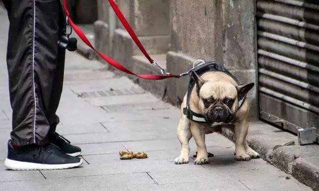 不文明养犬承担什么责任,不文明养犬行为将负法律责任