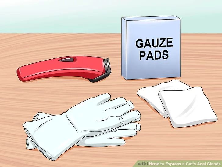 猫咪肛门腺需要治疗吗,猫咪肛门腺发炎症状