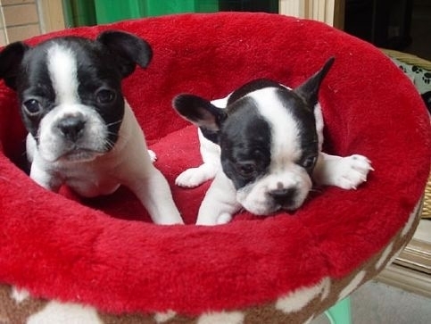 养一只法国斗牛犬一个月要多少钱,法国斗牛犬优缺点