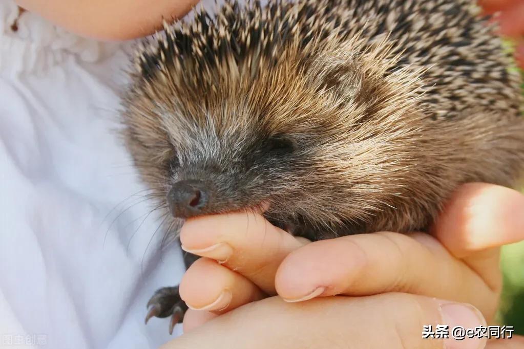 鍐滅敯濡備綍棰勯槻鍒虹尙,閲庡鎹＄殑鍒虹尙鑳藉吇涔堢姱娉曚箞