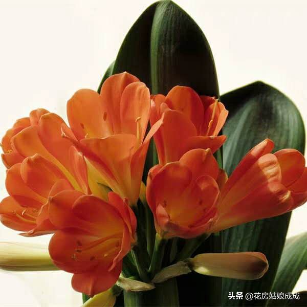 君子兰夹箭只需一招就能解决,发现君子兰夹箭把花箭剪掉可以吗