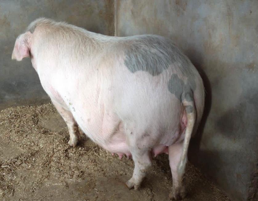 家里的猪不吃食怎么办,猪低温不吃食没精神怎么办