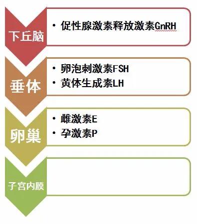 女性体内的神秘“暗线”:竟能支配月经