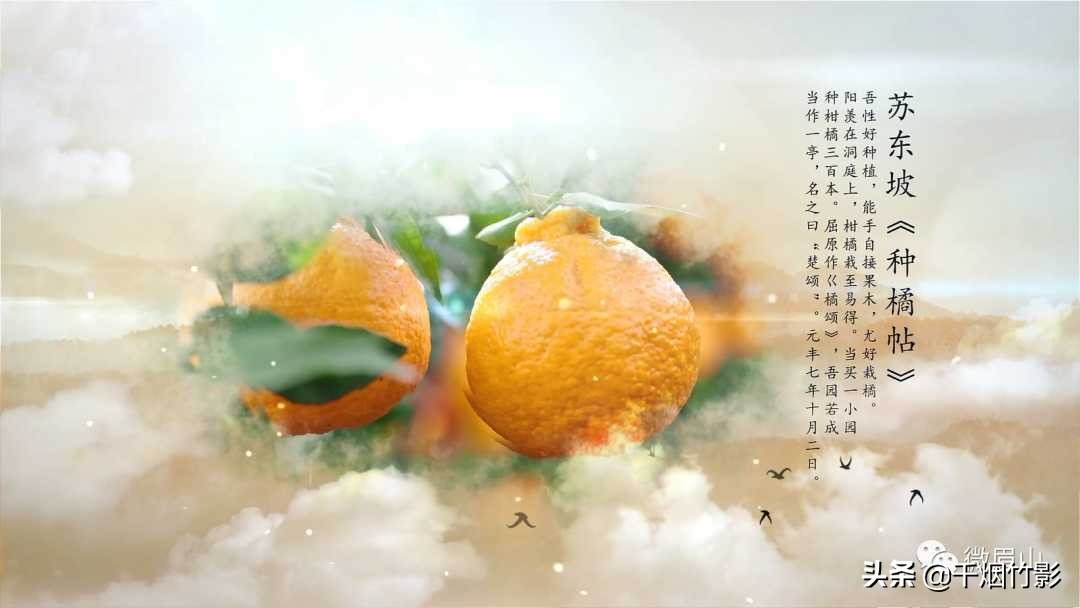 不知火春见,不知火丑橘春见