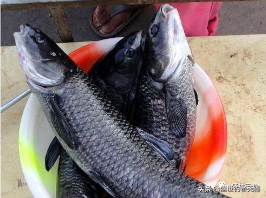 野钓青鱼黑漂空杆怎么选,如何挂脆螺钓青鱼才不空竿