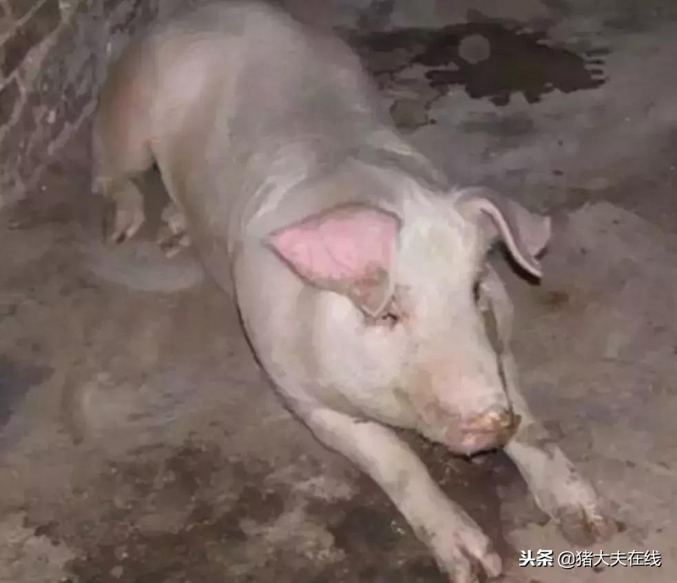 猪传染性胸膜肺炎怎么引起的,猪传染性胸膜肺炎怎么来的