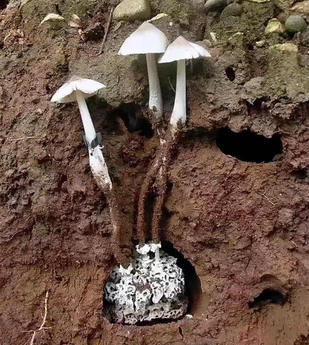 乌灵参为什么只有白蚁巢穴里边有,乌灵参堪比黄金