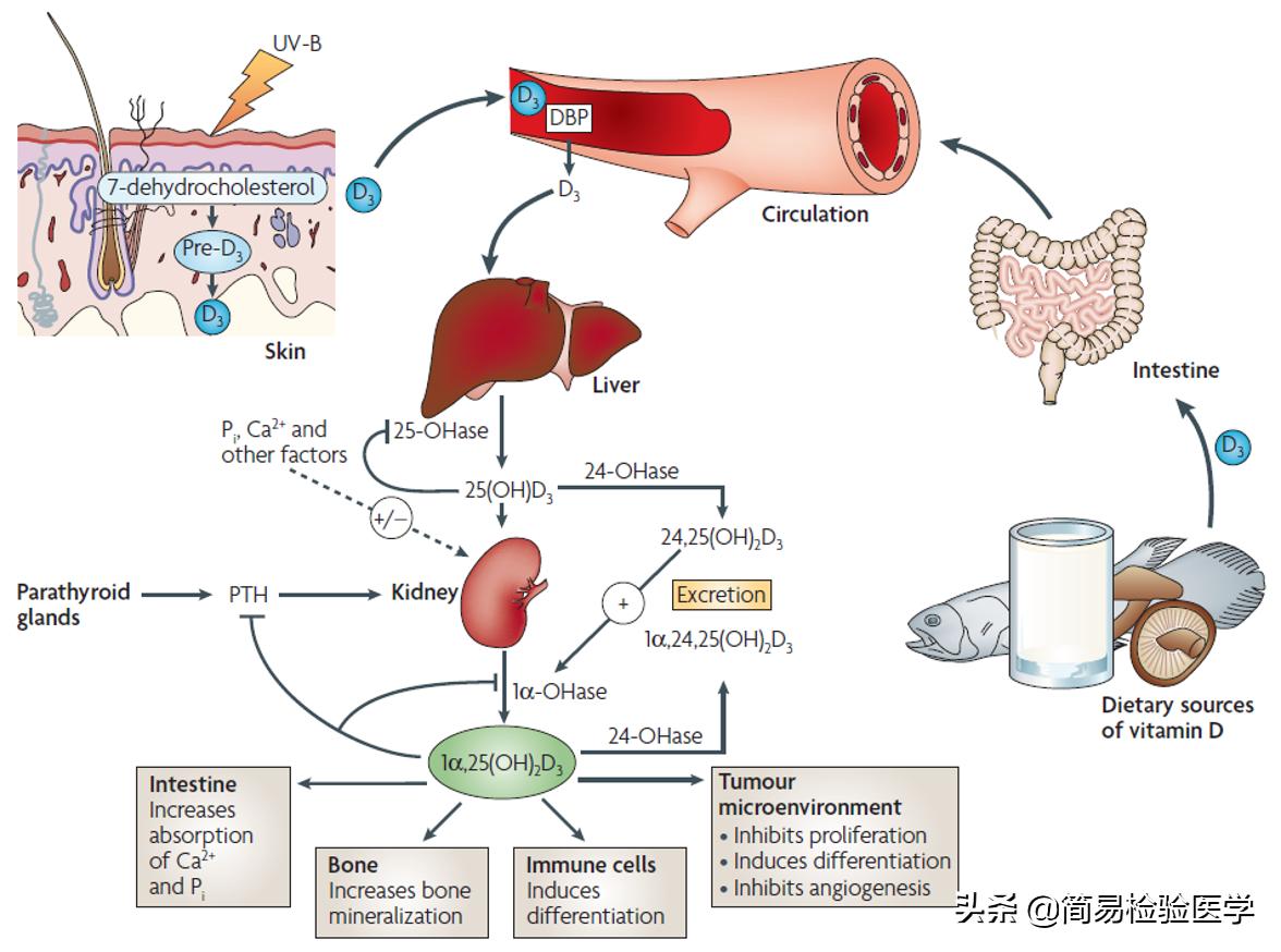 维生素d和钙片一起吃有什么好处,吃维生素d钙有什么好处和副作用