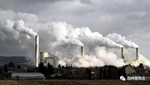 银毛空气净化器价格,银毛椴树