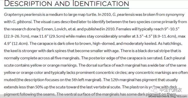 正宗的地图龟,史上最差的地图龟