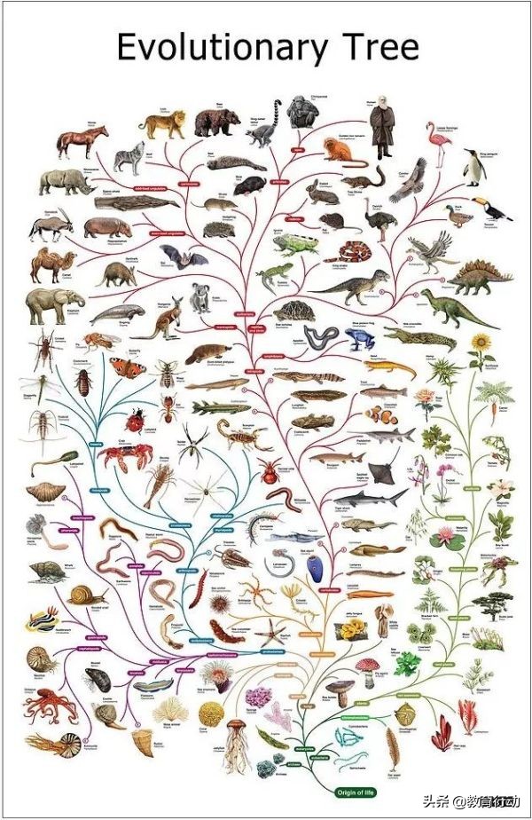 人为什么有5根手指,人类为什么有6根手指