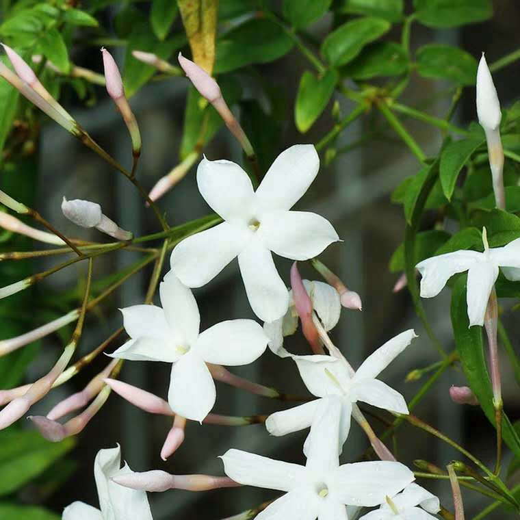家里花卉小虫子怎么治,家里花草生虫怎么办