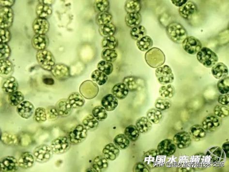 水产藻类大全图片,水产藻类知识大全
