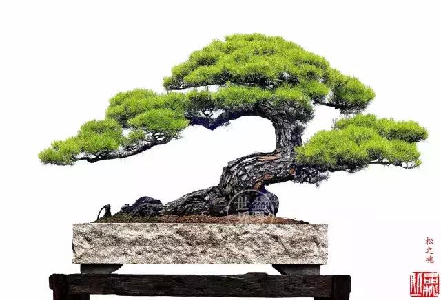 松树盆景经典大片,大斜杆式盆景得金奖作品松树