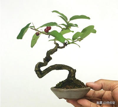 丛林式盆景欣赏,盆景欣赏及制作