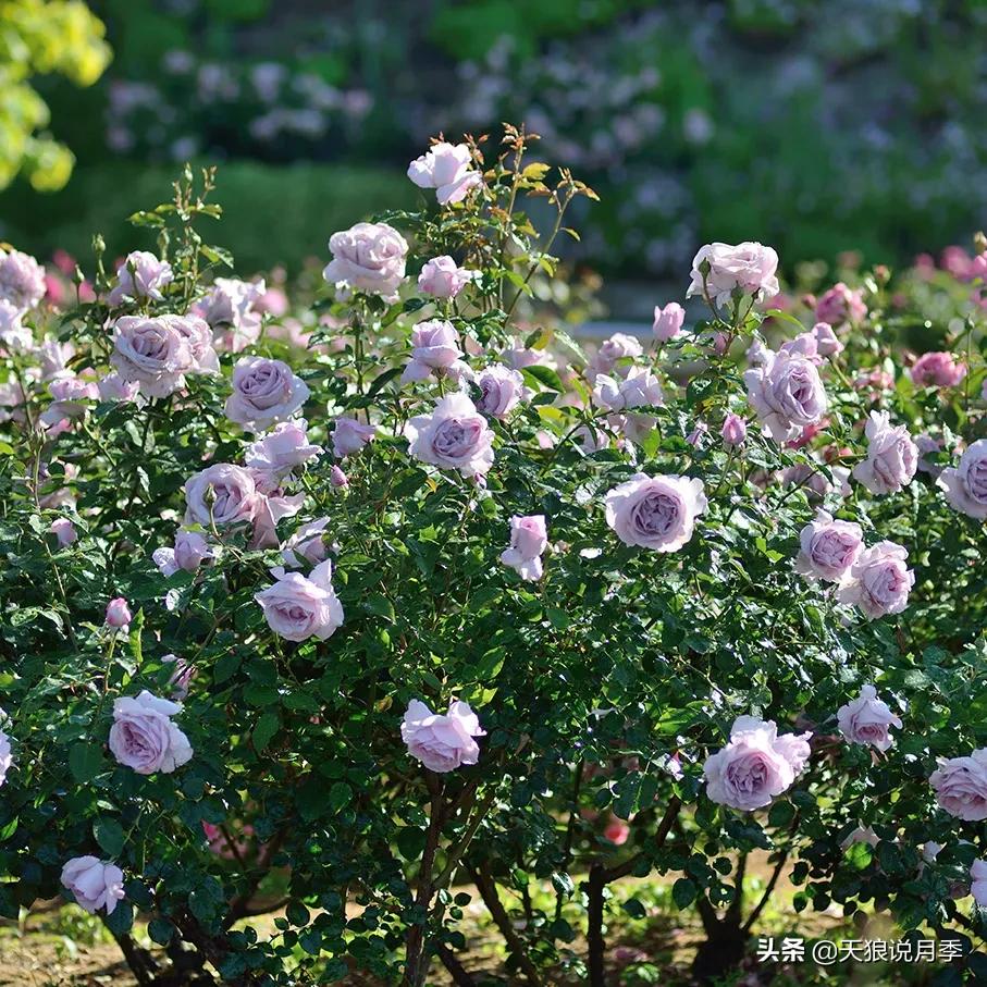 清新淡淡的月季花香水推荐,月季花香的香水有哪些