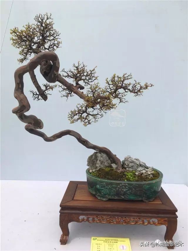 鎺㈡灊妞嶇墿,鎺㈡灊