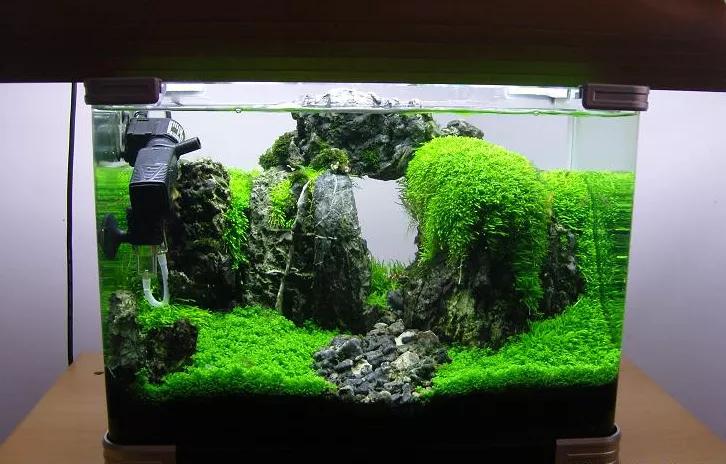 这个小缸太厉害了，佩服作者的养功