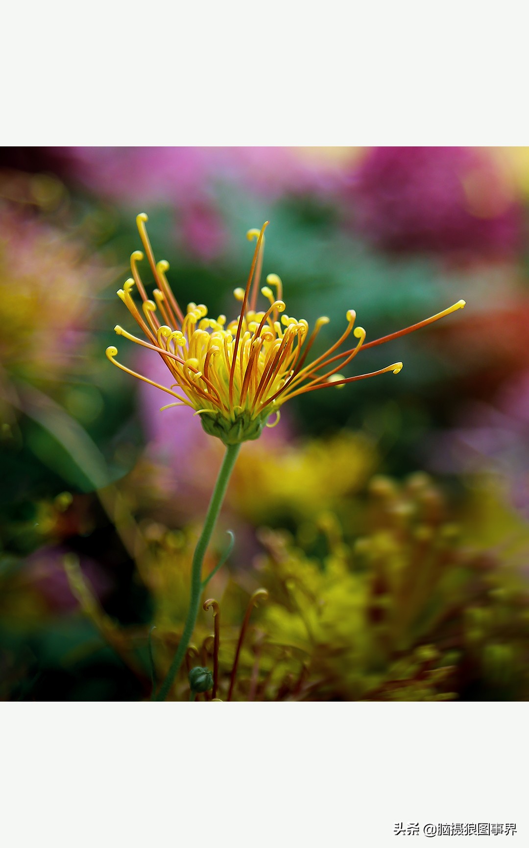 摄影虚化大光圈,佳能24-105镜头怎样拍出虚化效果