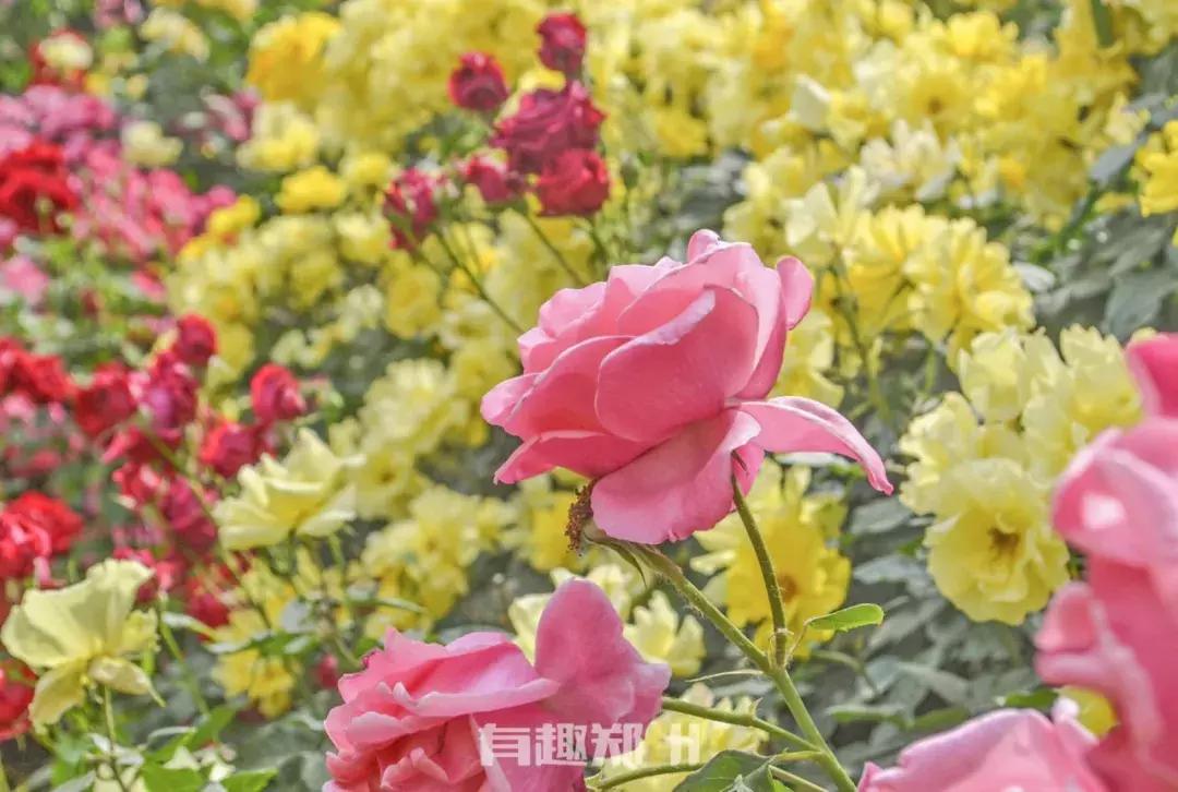 郑州地铁5号线沿线美景,郑州地铁5号线景点适合3月打卡地