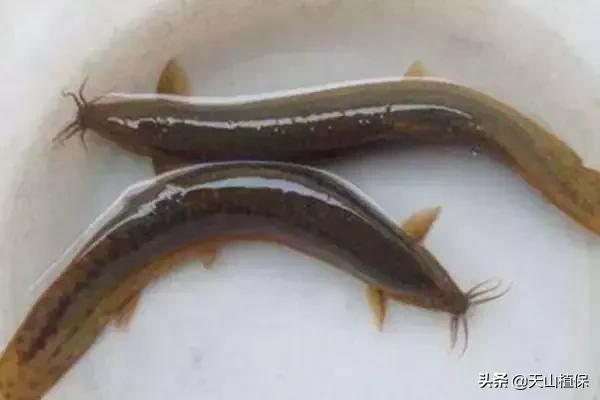 河北高密度养殖泥鳅一亩产量,什么品种的泥鳅产量高价格好