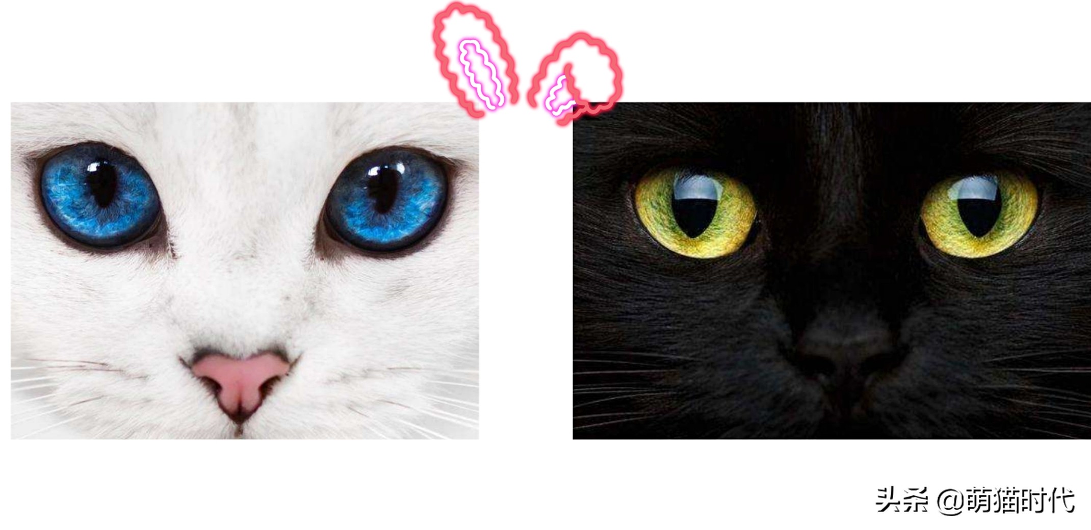 怎么判断猫咪的视力和听力,认知小猫