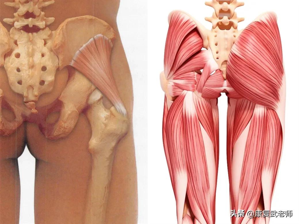 臀部肌群解剖,臀部肌功能解剖
