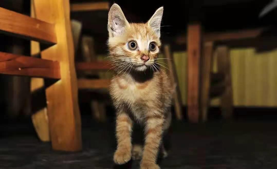 李时珍不吃猫的原因,李时珍为什么说猫不能吃鲜鱼