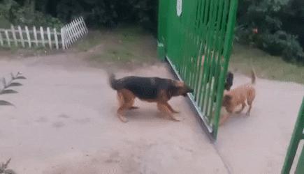 社会狗打架事件,社会狗打架