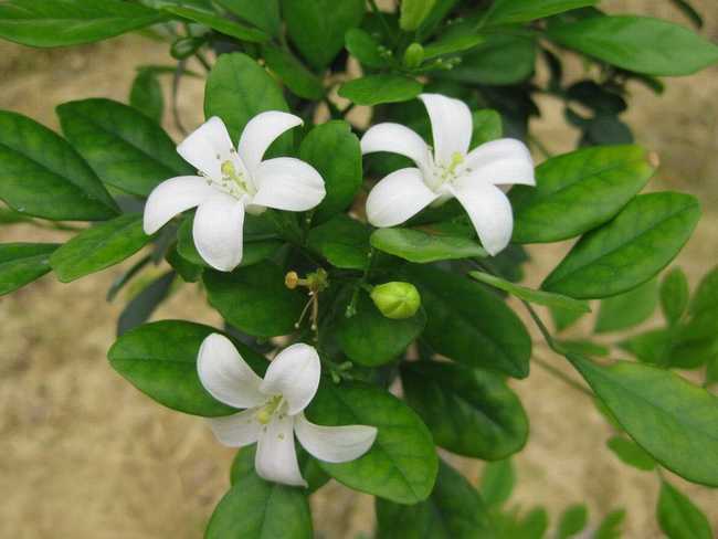 九里香养殖方法养几年才能开花呢,九里香盆景的养殖方法和注意事项