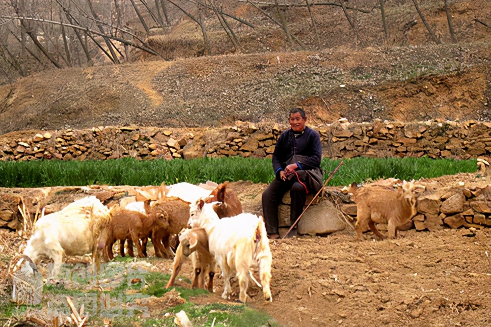 散文落叶片段,散文落叶歌曲