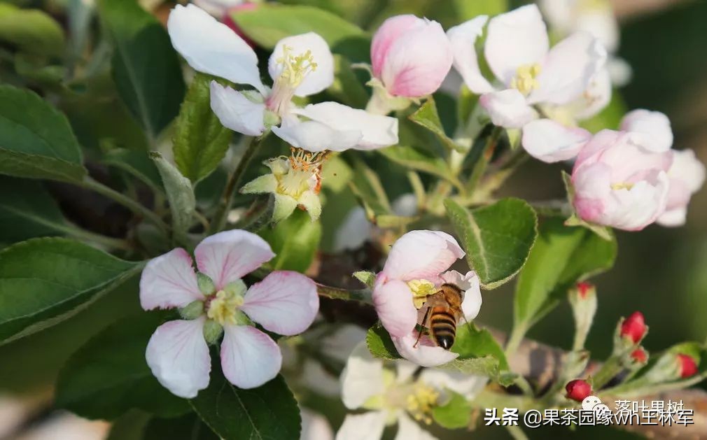 威海金,维纳斯黄金苹果——美的不只是外表