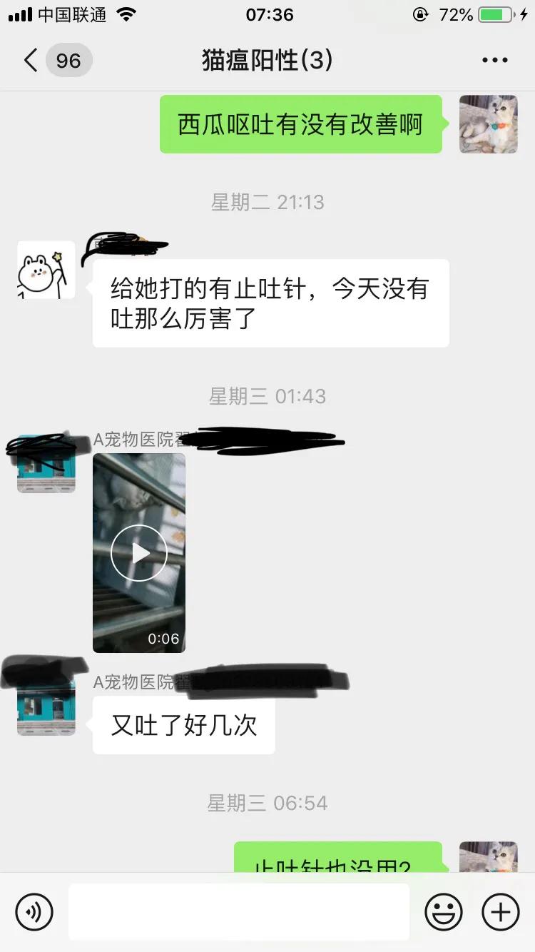 爆发猫瘟,猫瘟日常