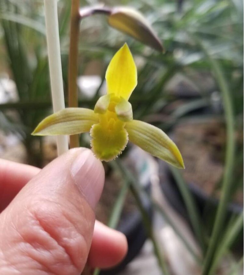 兰花黄叶枯萎的原因和解决方法,兰花叶片发黄原因及解决方法