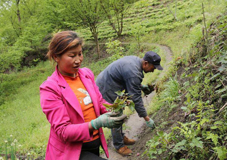 被马蜂蜇了有什么方法缓解,被马蜂蜇了的最快速处理办法
