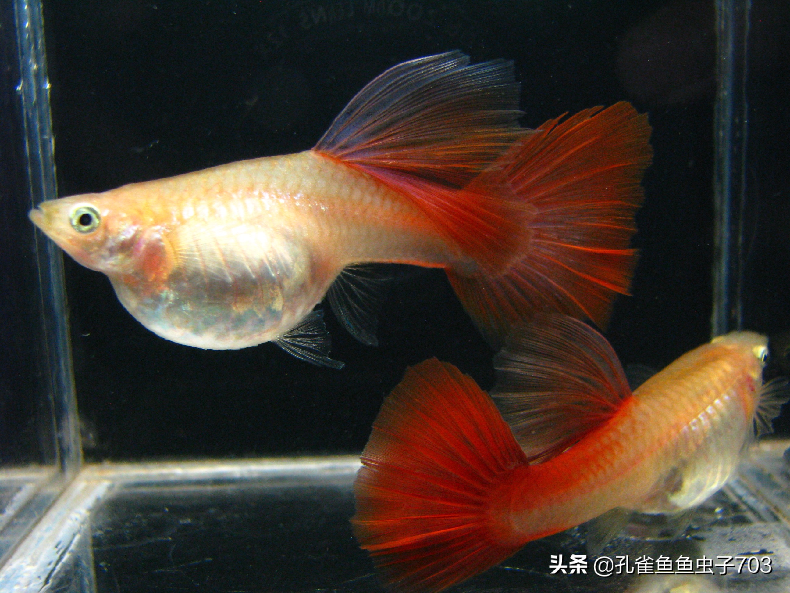 孔雀鱼雄化能繁殖吗,孔雀鱼公鱼雄化怎么办